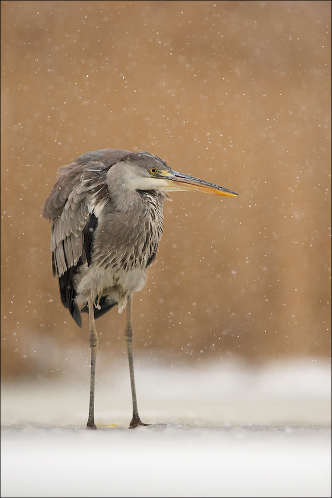 leichtes Schneetreiben
