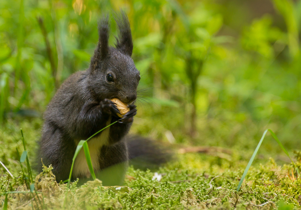 Eichhörnchen