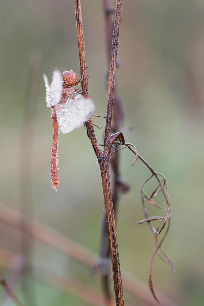 die Libelle
