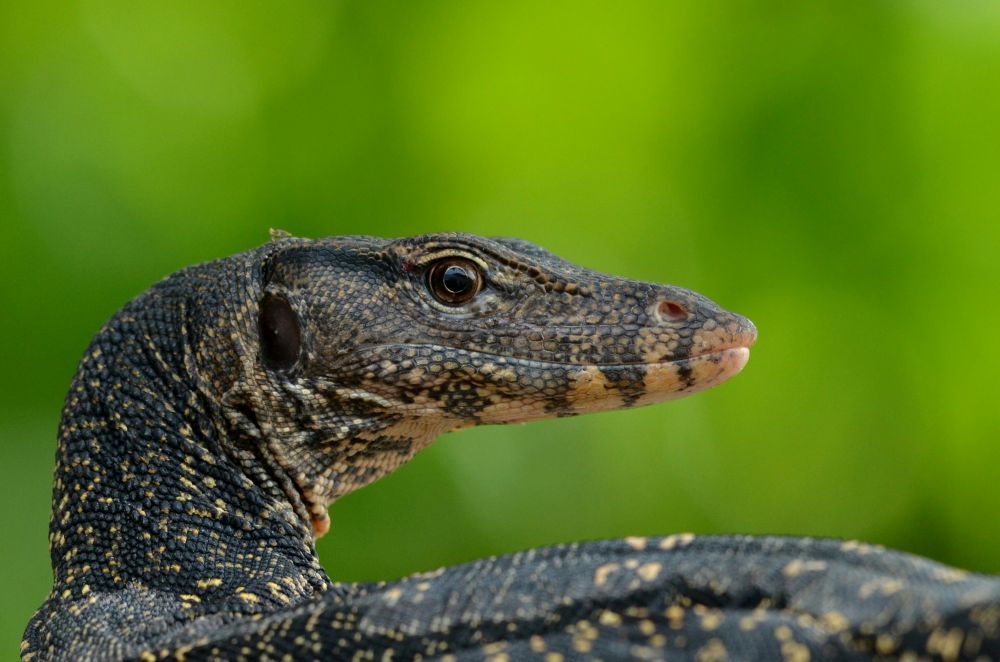 Bindenwaran (Varanus salvator)