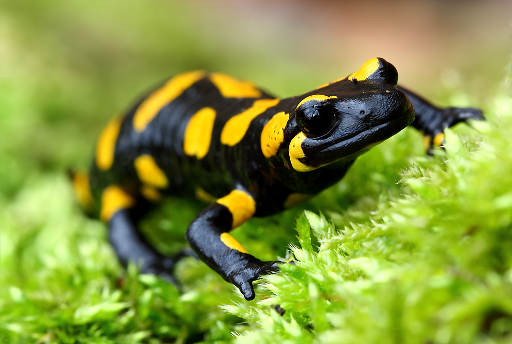 Salamandra salamandra