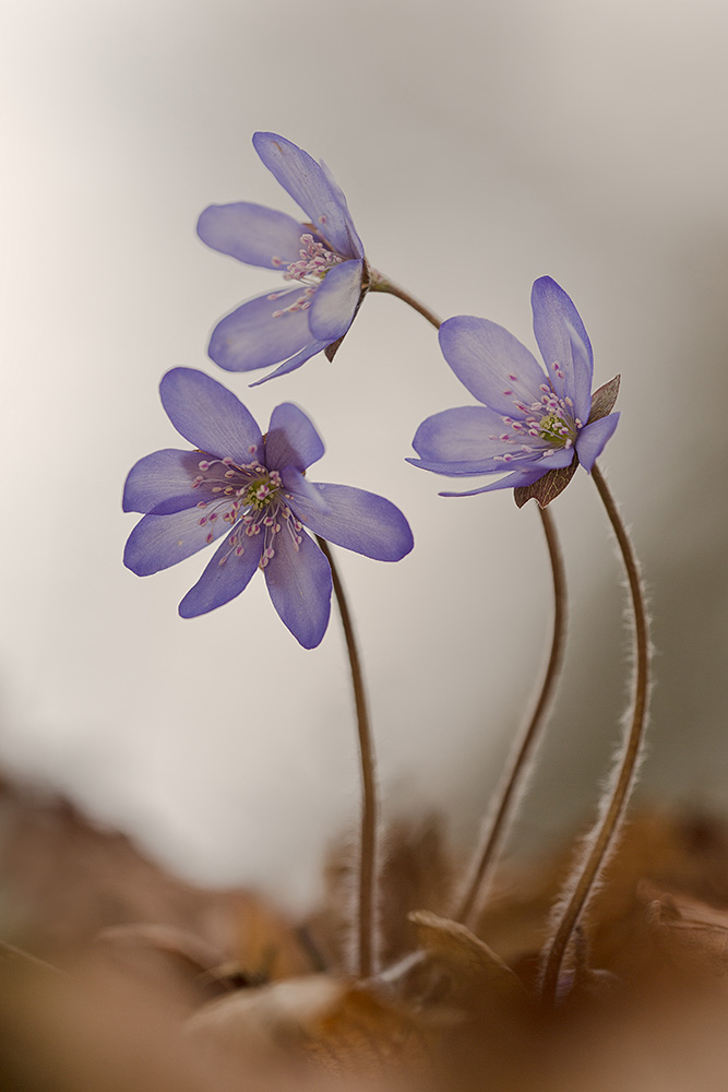 Leberblümchen