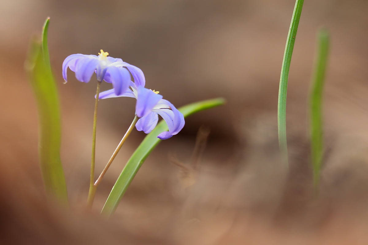 Scilla mit gelben Staubfäden?