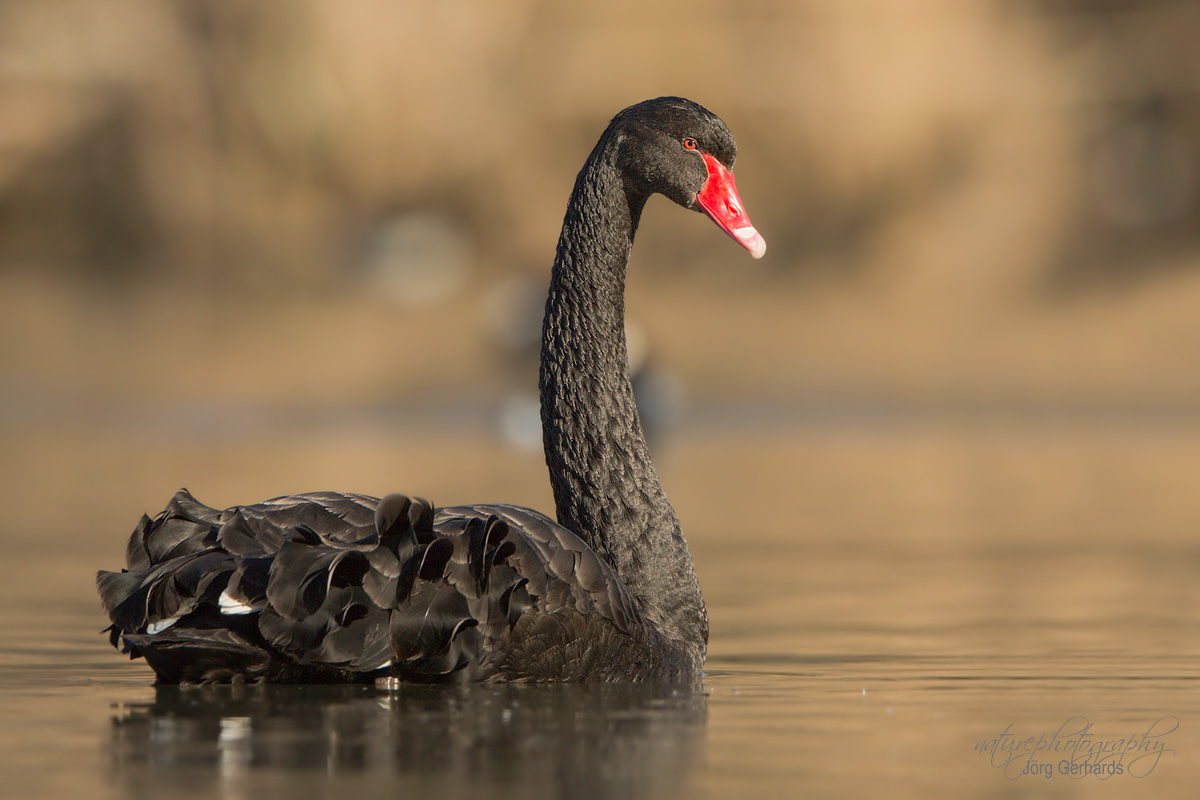 Trauerschwan (Cygnus atratus)