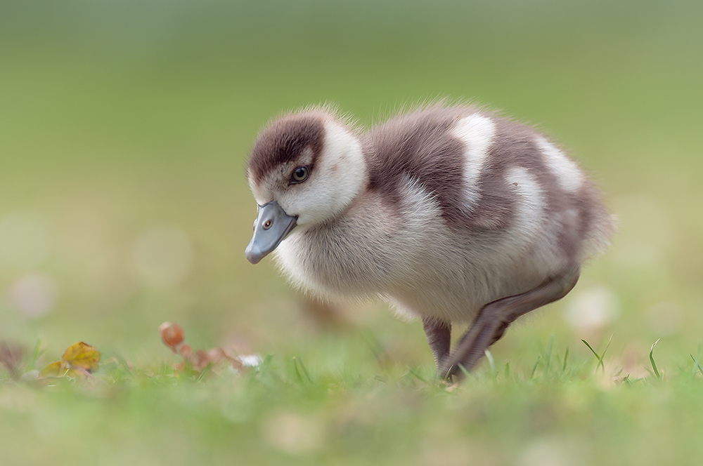 Hoppla der Frühling ist da