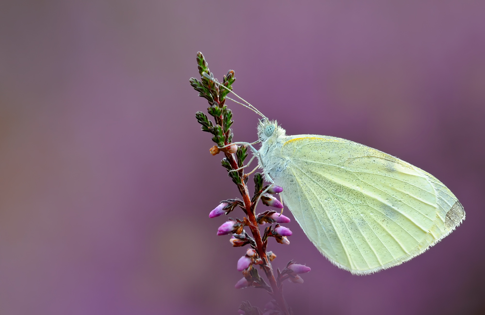 Violett ... (Forum für Naturfotografen)
