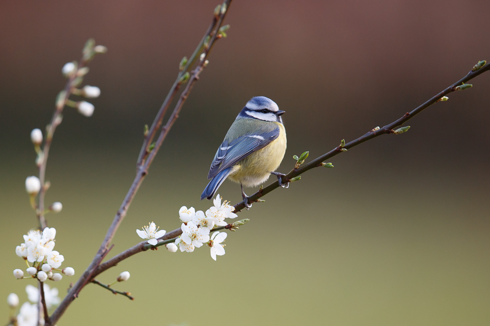 Frühlingsmeise