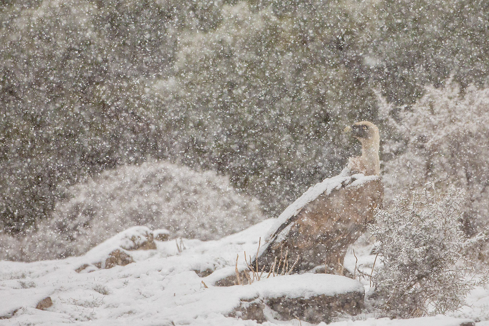 Im Schneetreiben