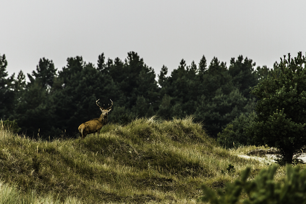 Rothirsch in den Dünen