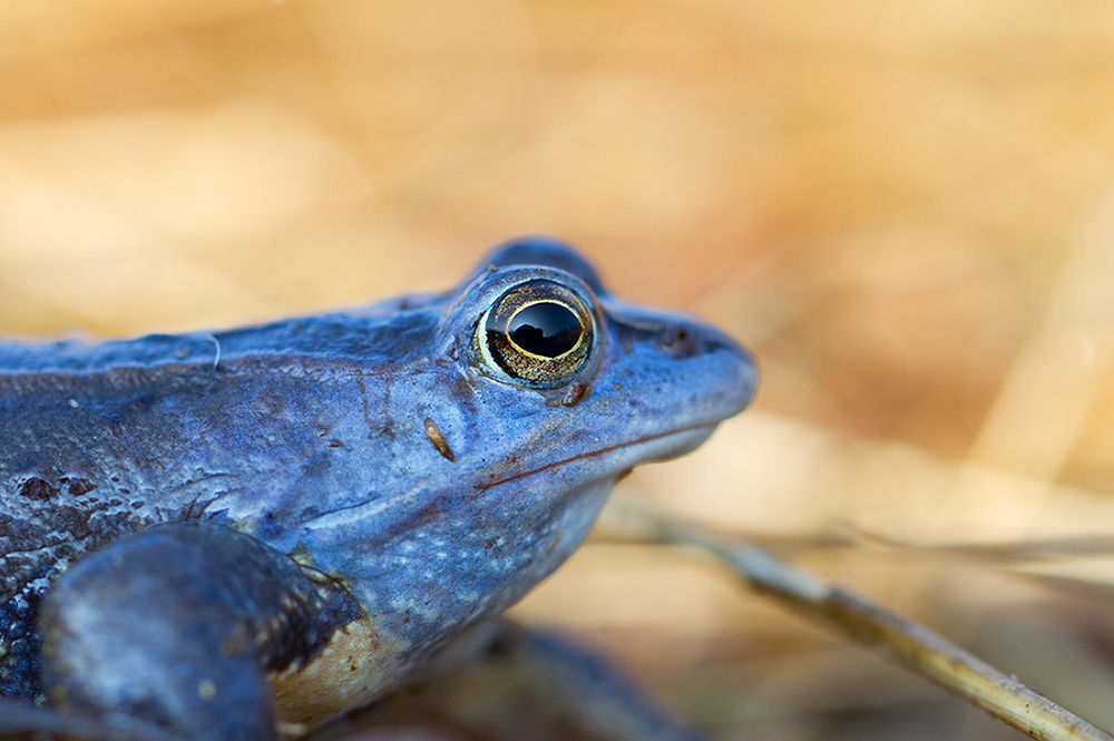 Rana arvalis