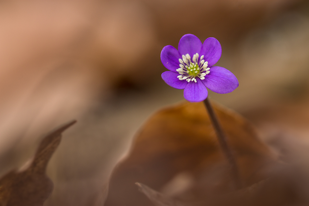 Nur ein Blümchen...