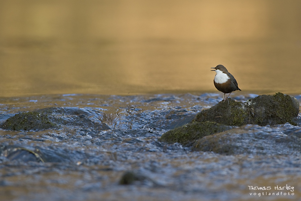 Wasseramsel im Lebensraum