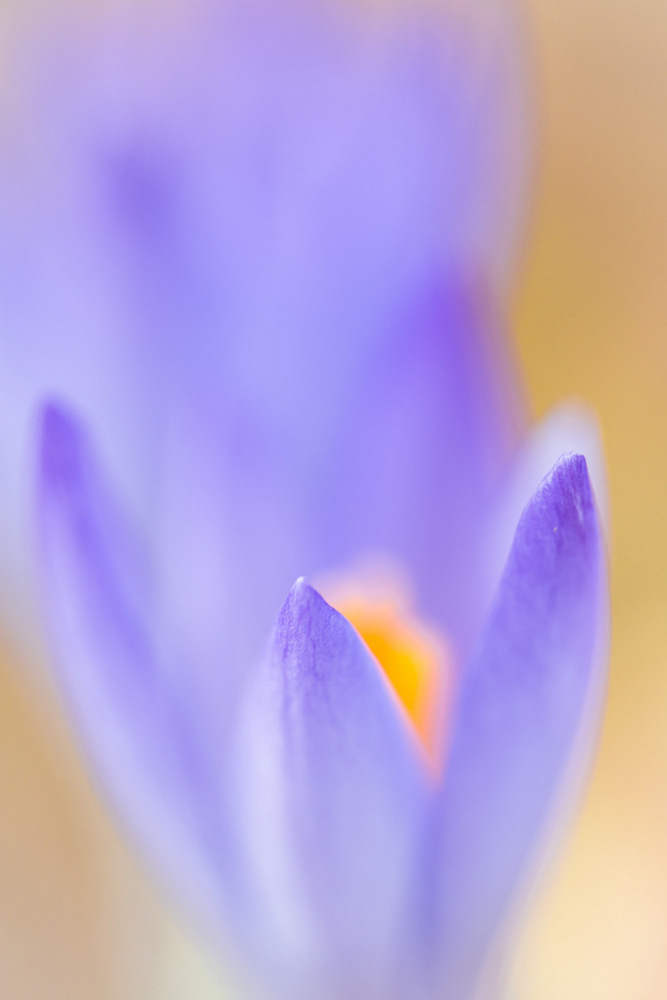 crocus vernus