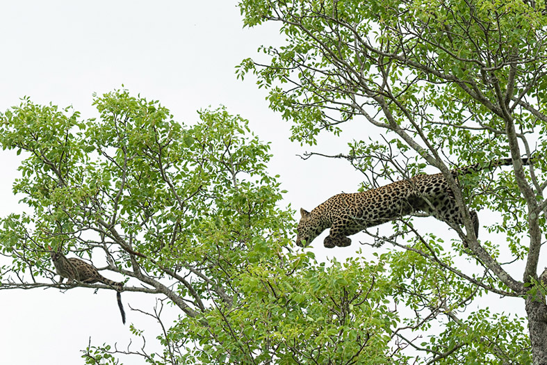 leopard hunts genetta