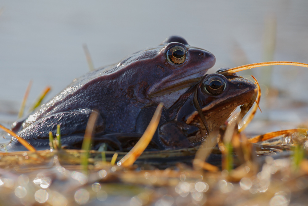 Moorfroschpaarung