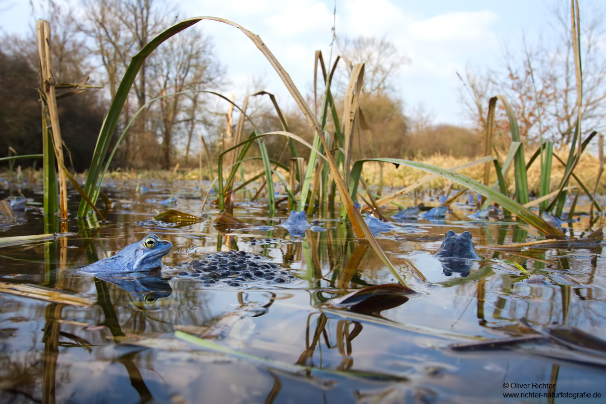 Im Moorfroschparadies