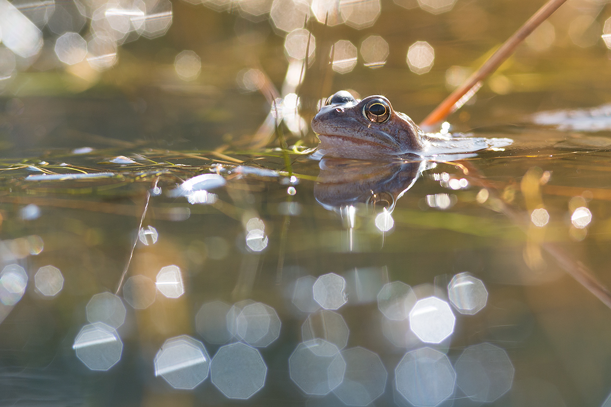 Erstes Froschbild