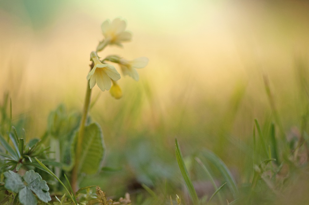 Primula elatior