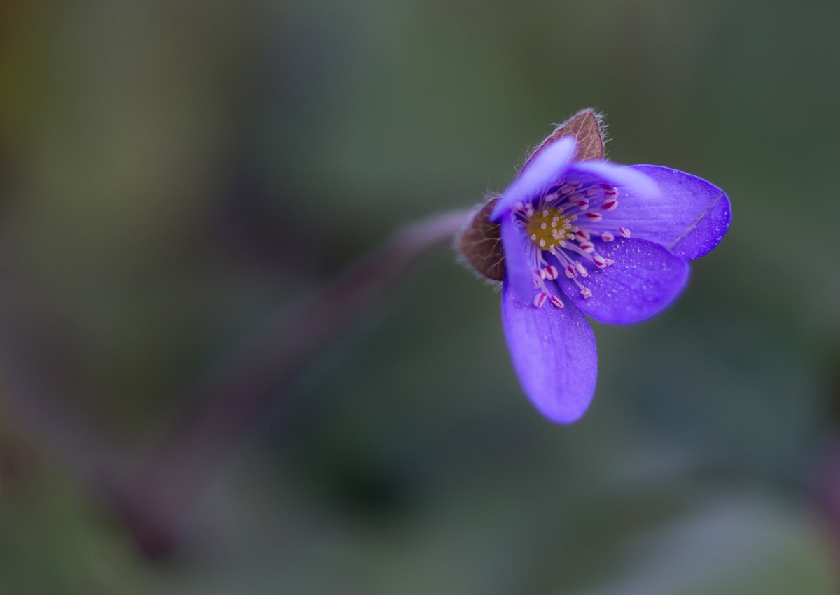 Leberblümchen