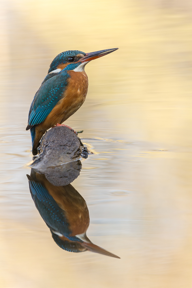 Gespiegelt (Forum für Naturfotografen)
