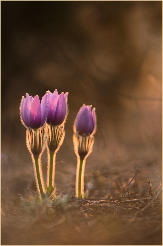 ~ Pulsatilla ~