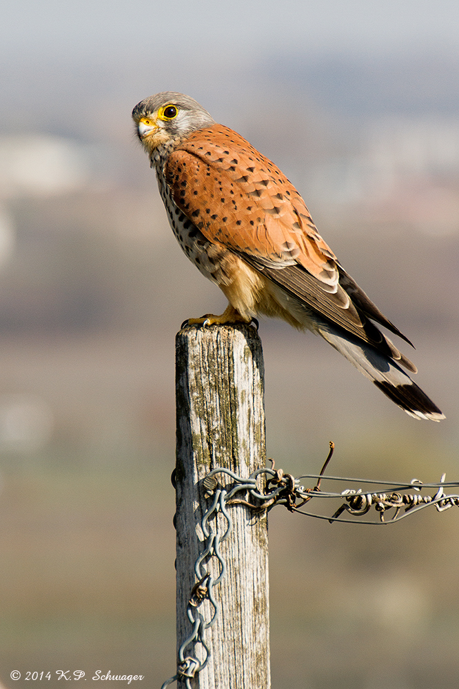 Turmfalke
