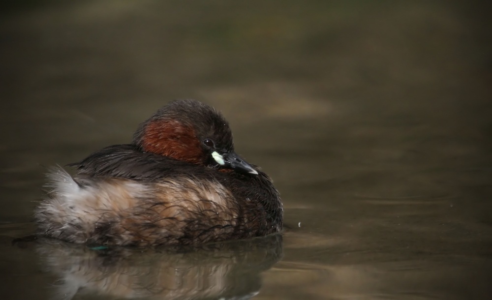 Zwergtaucher