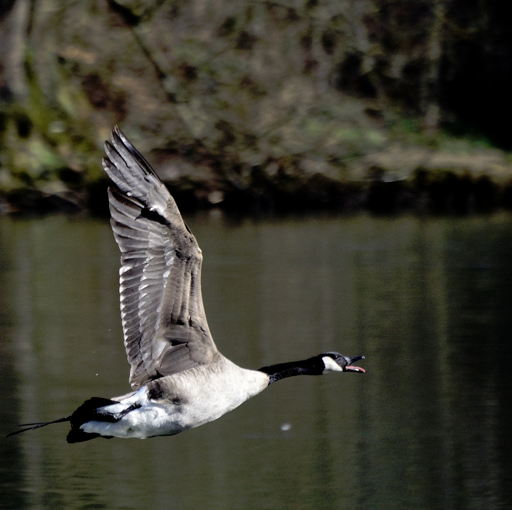 Flugbild