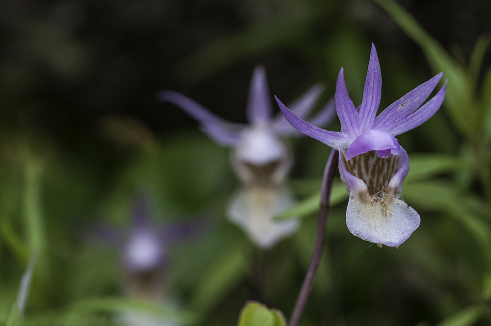 Norne Calypso bulbosa