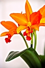 Orchidee