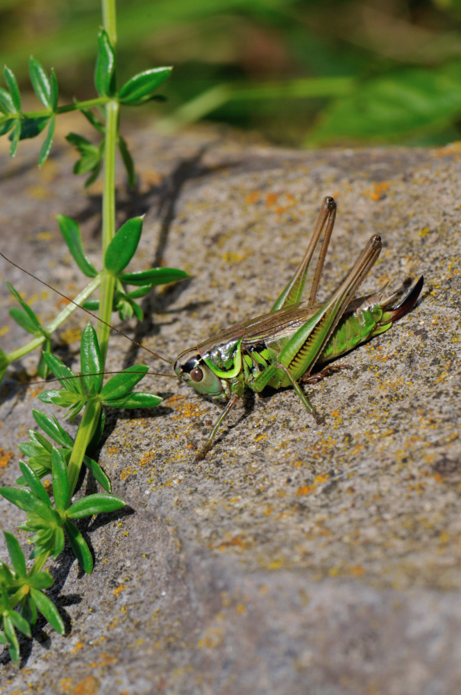 Heupferdchen