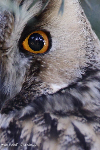 Waldohreule(Asio otus)