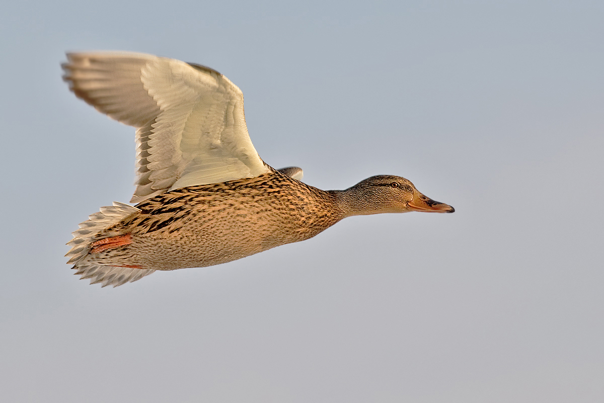 flinke Flieger