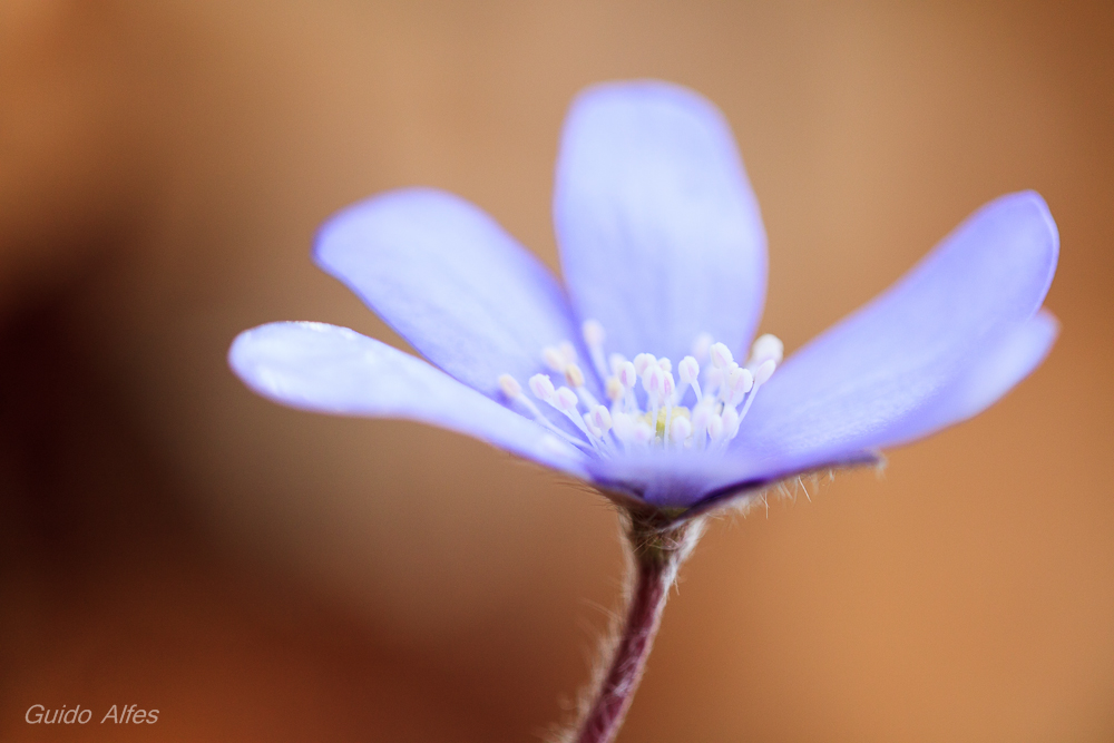 DIE Frühjahrsblüte