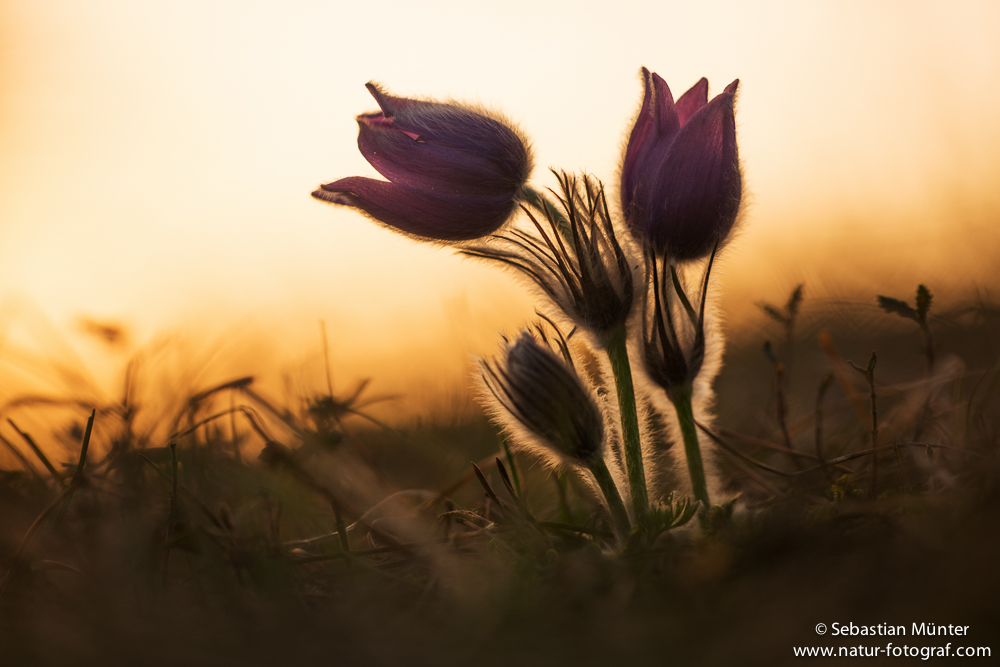 Kuhschellen oder Küchenschellen (Pulsatilla)