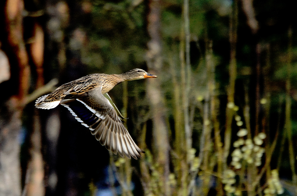 Flug