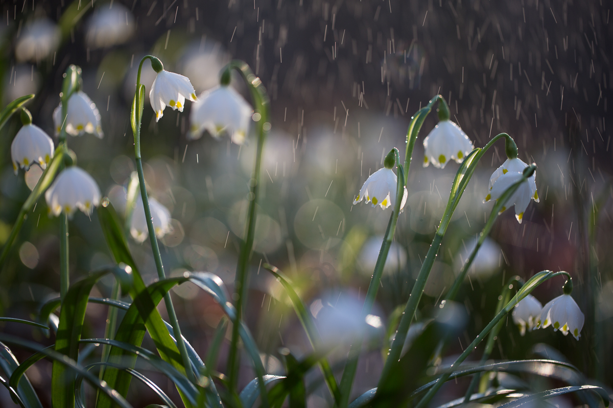 Im Regen (Forum für Naturfotografen)