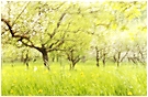 Frühling in den Streuobstwiesen