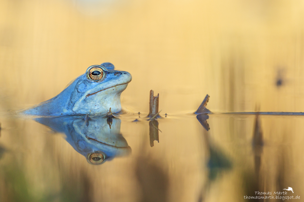 Moorfrosch