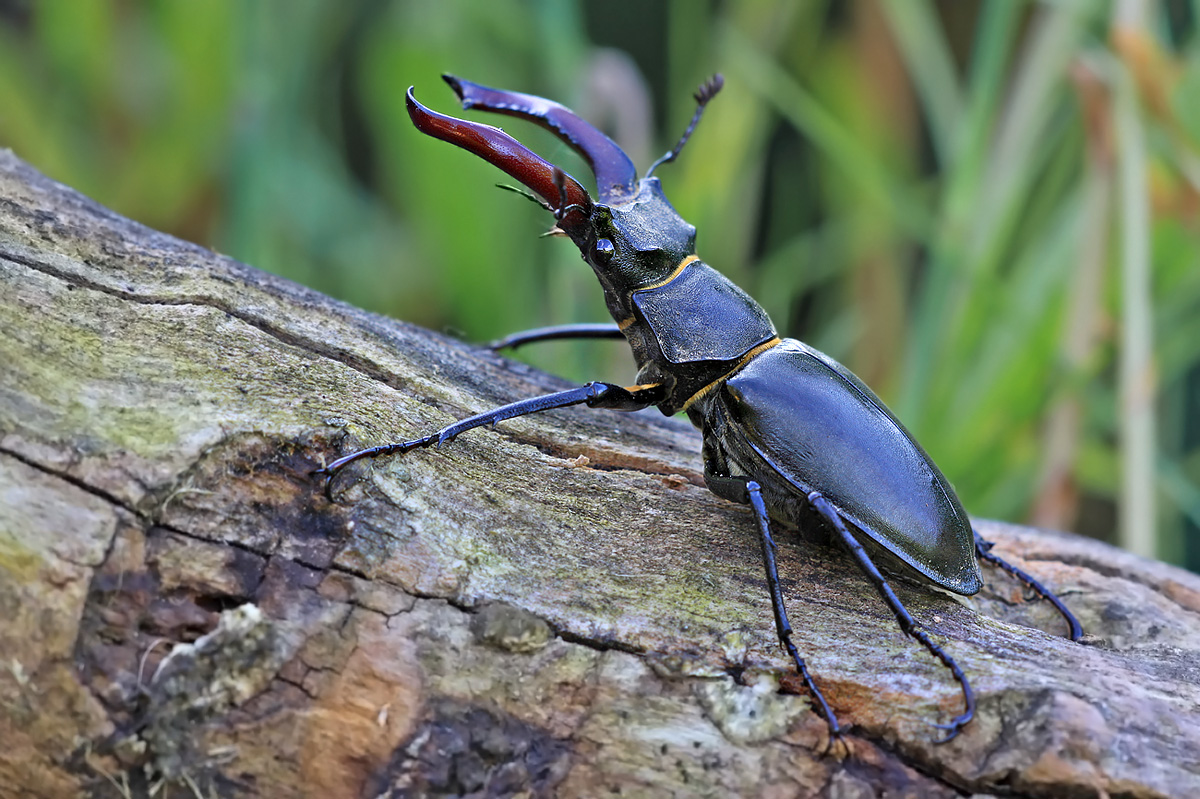 Hirschkäfer