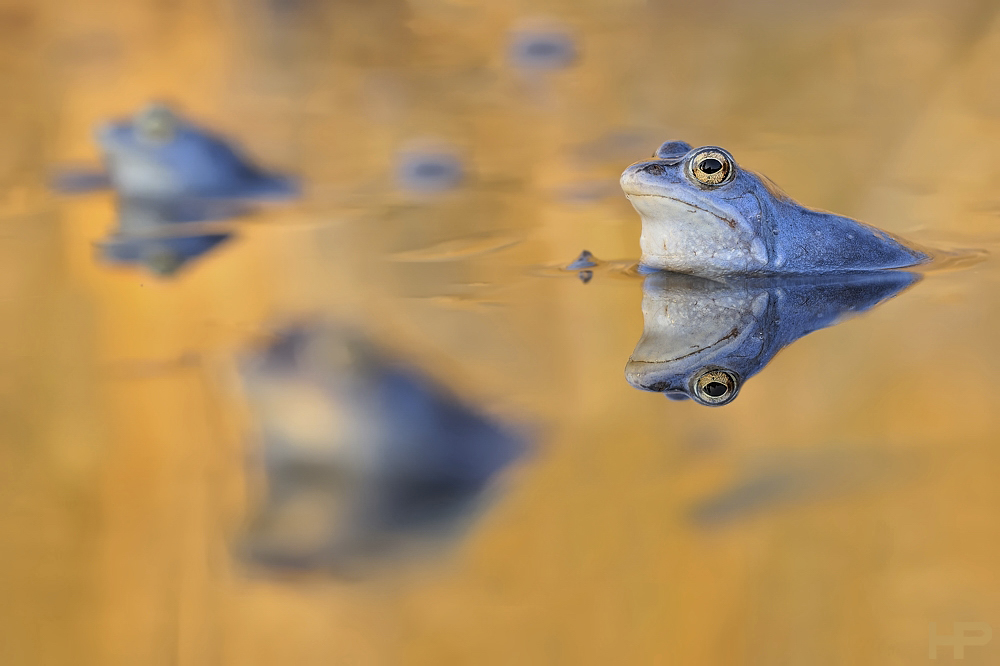 Gold`n Blue