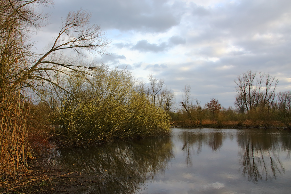 In der Rheinaue