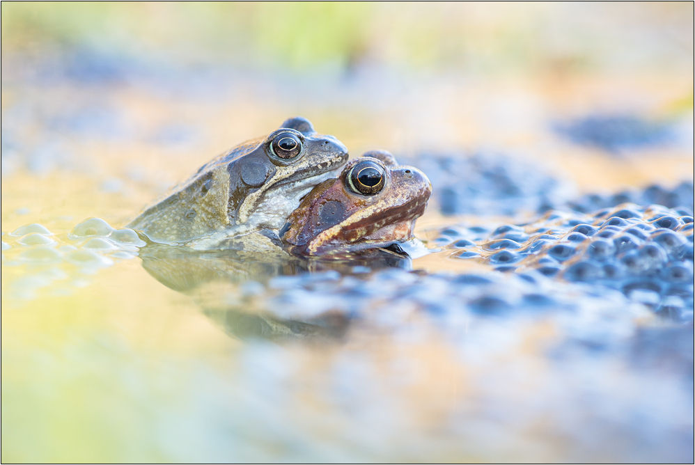 ~ Grasfroschhochzeit ~