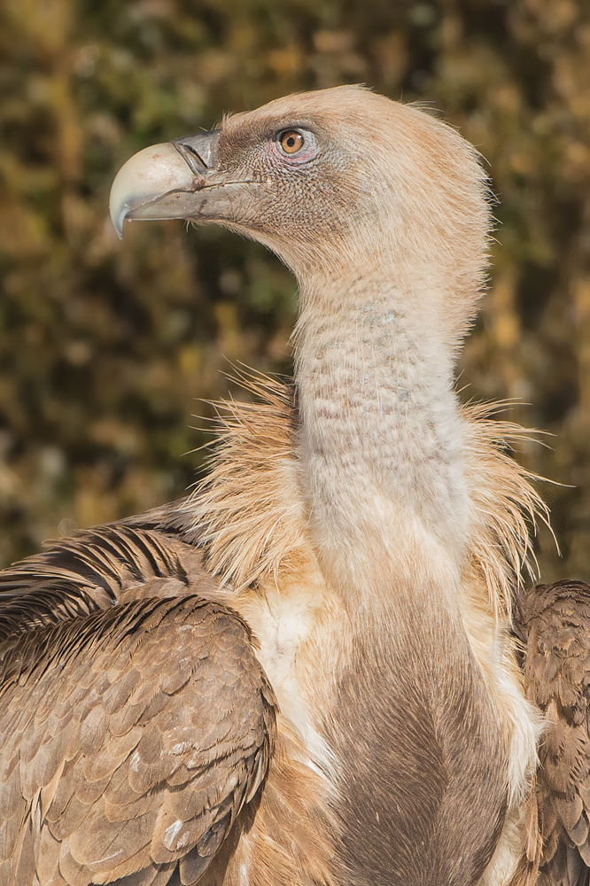 Portrait eines Gänsegeiers