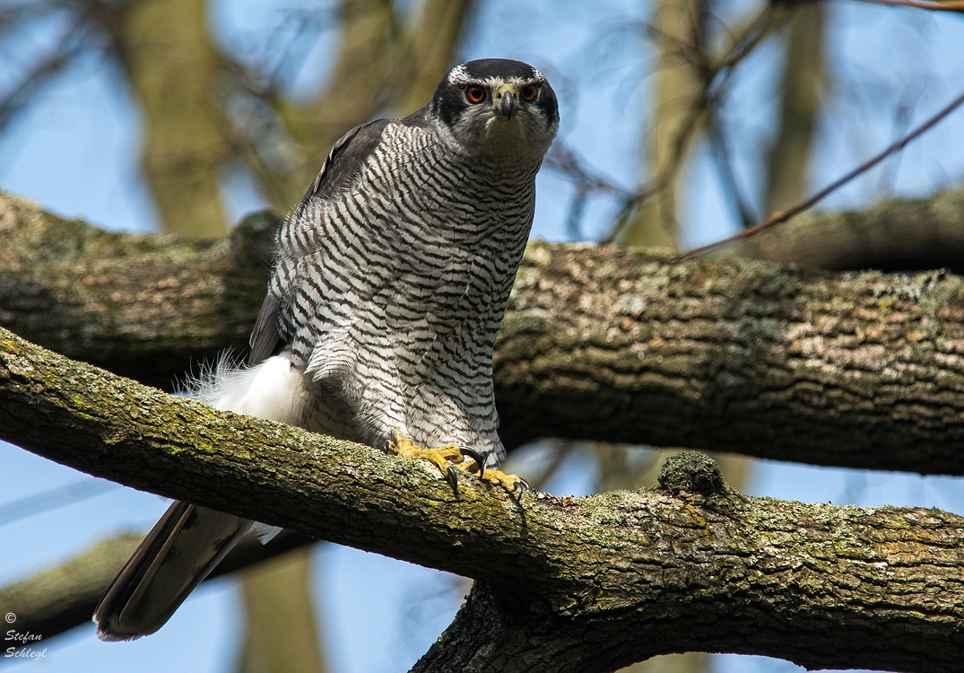 Accipiter gentilis