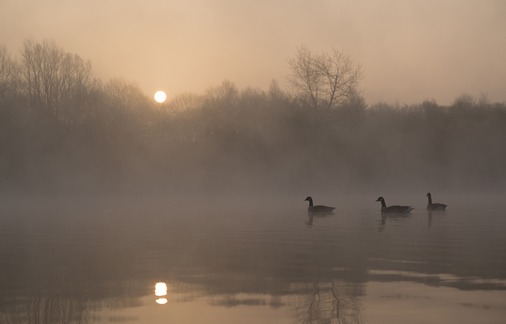 morgens am See II