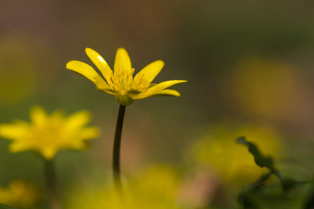 Ranunculus ficaria