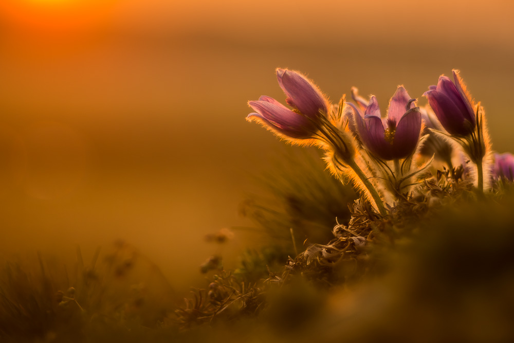 Pulsatilla im letzten Licht