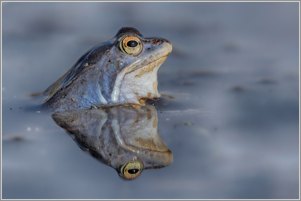 Moorfrosch | der letzte
