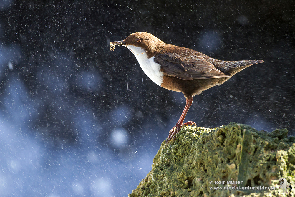 Wasseramsel